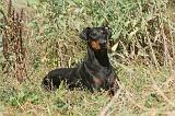 DOBERMANN 082